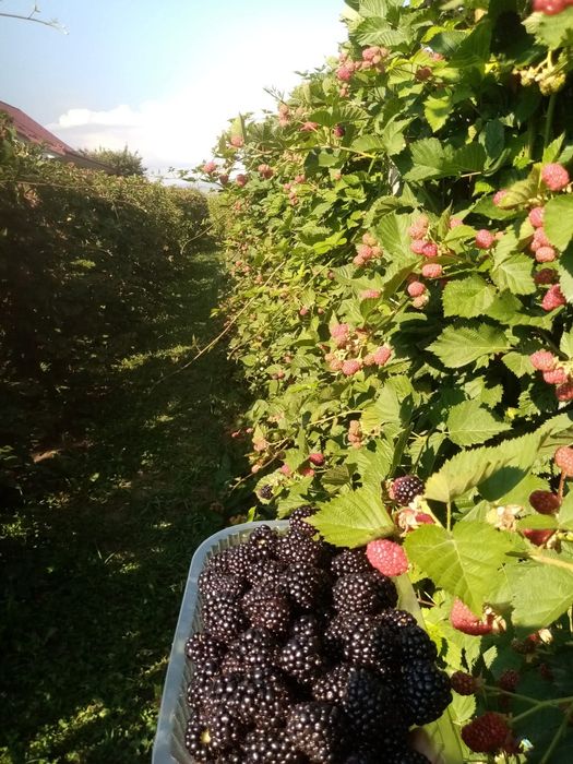 Vindem Butași de Mure