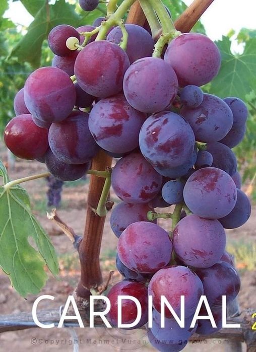 Butași viță de vie