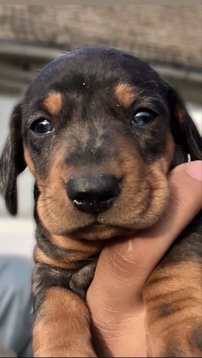 Pui de teckel mini arlechin, drăgălas si jucauș