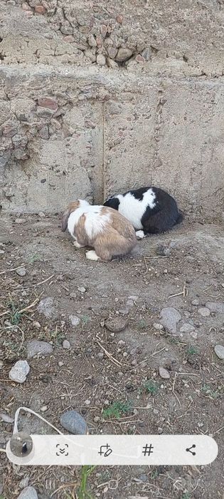 Карлик куёнла сотилади