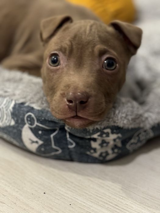 Амстафф девочка, очень милая красивая