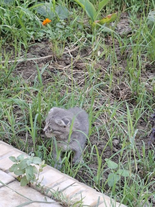 Шотландские вислоухие котята