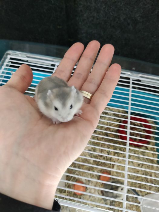 Hamsteri pitici siberieni