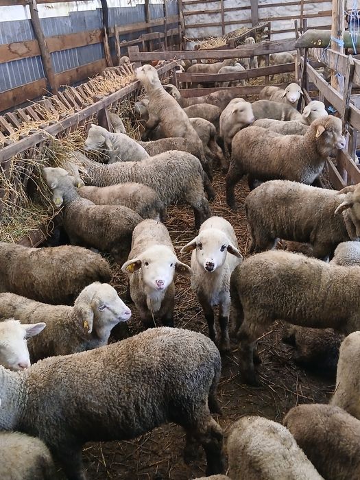 Vând berbecuț. Merinos relații la tlf 0768830582 mer