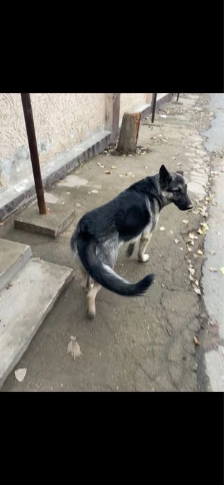 Немецкая овчарка щенок 8 месяцев