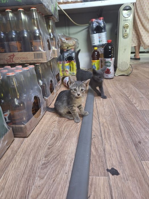 Продажа 4 кошки милашки
