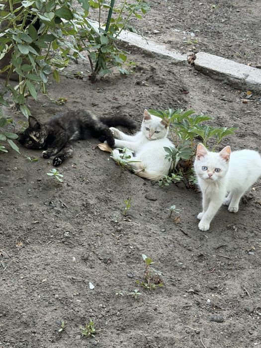 Отдам котят в хопошие руки