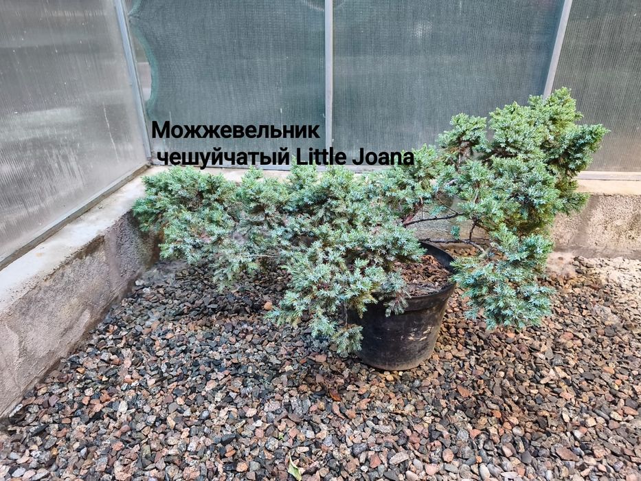 Продам можжевельники