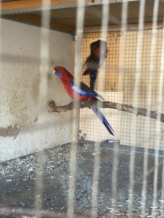 Pinant razella papugay sotiladi 150$ dan