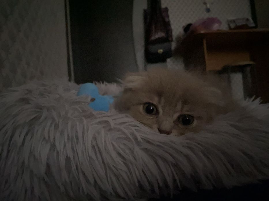 Скоттиш страйт вислоухий девочка