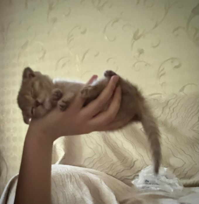 Скотиш фолд котенок