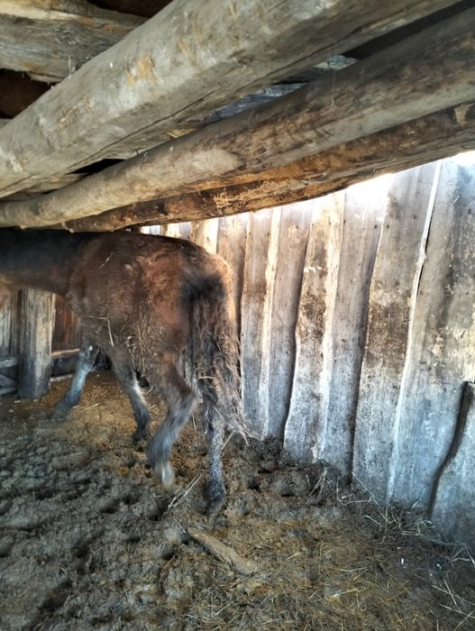 Продам жеребят девочки