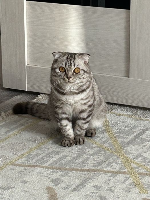 Отдам в хорошие руки