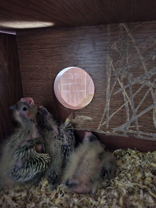 Perechi nimfe mature si pui