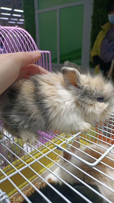 Мини кролики домашние