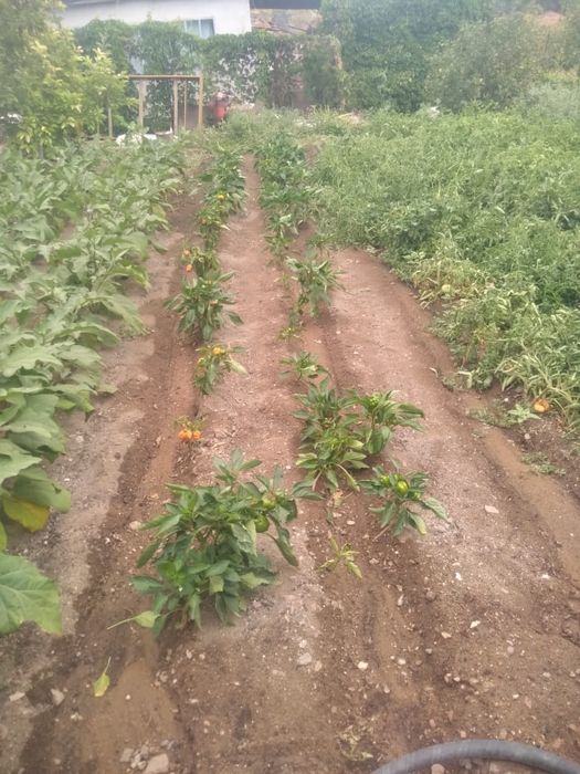 Дача в ТЭЦ 1 в хорошем состоянии