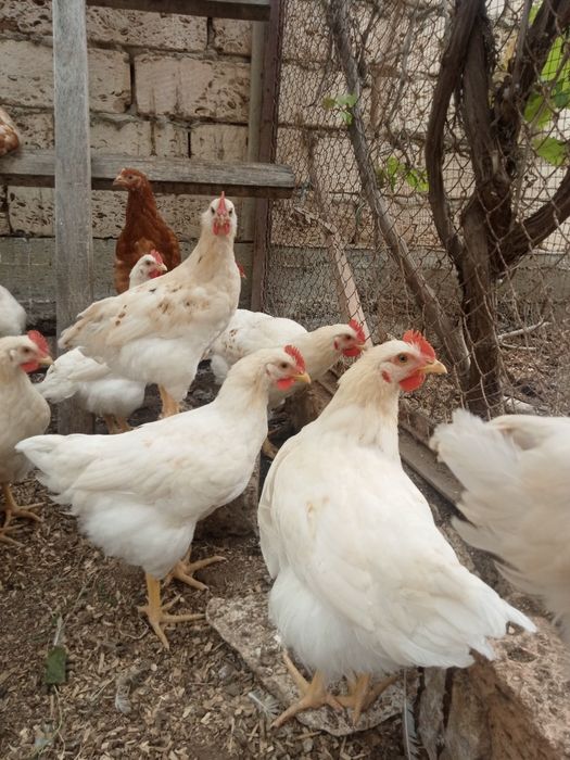 Продажа петушков Ломан Браун.