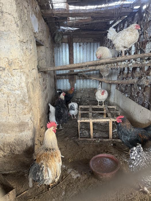 Қораздар сатылады петух Мейрамбек