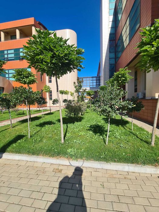 Plante ornamentale pentru curți private moderne