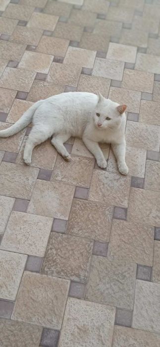 Парадаются кот..