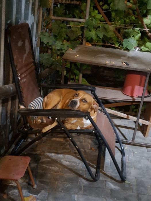 Ищем суку для вязки