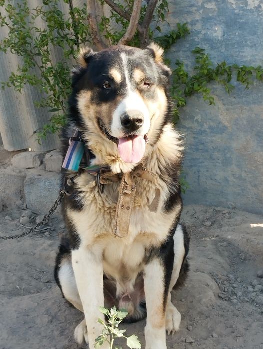 Aqlli kuchuk 2yarm yosh