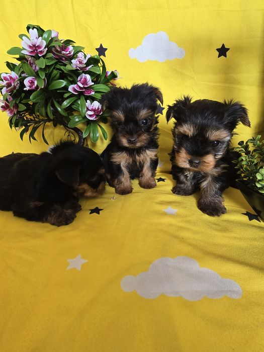 Мини йоркширски териер