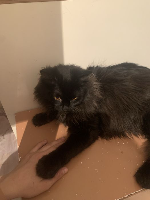 Отдам котов  бесплатно