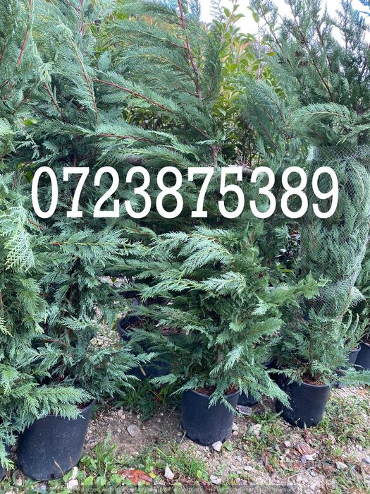 Leylandii Verzi Tot Anul – Ideali pentru Împrejmuiri