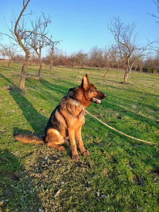 Ciobanesc german mascul cu pedigree