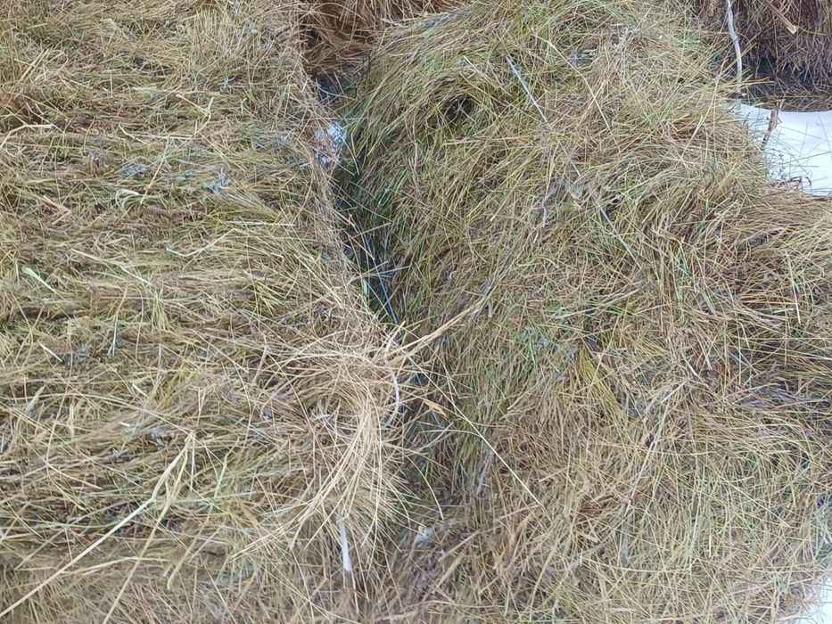 Сено в тюках