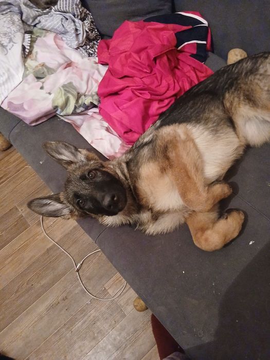 Продам овчарку девочку