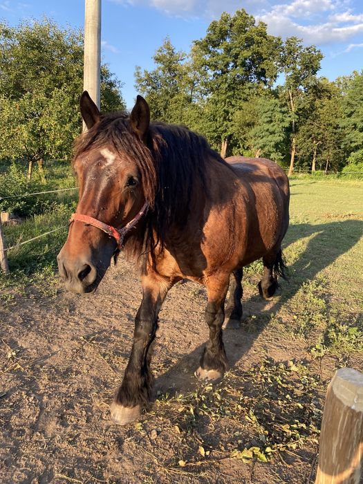 Iapa ardeneza si manz