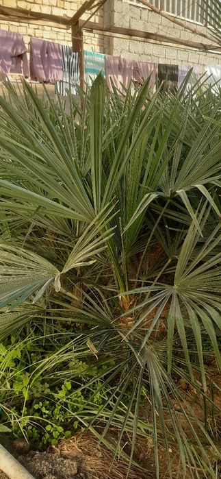 Палма мушмулла сотилади