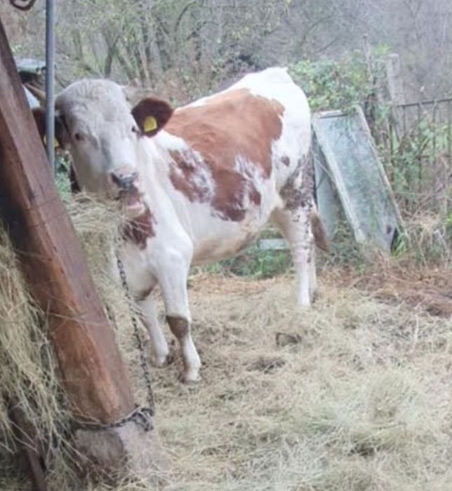 Продавам крава лимузин