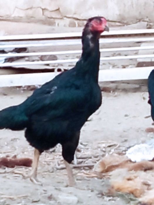 Дакан мокиён сотилади турк Билан карис 500000сум