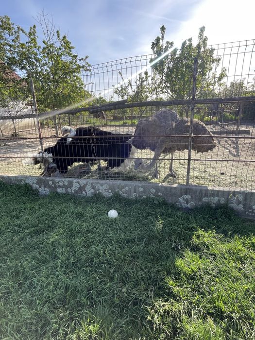 Familie de struti ouatoare