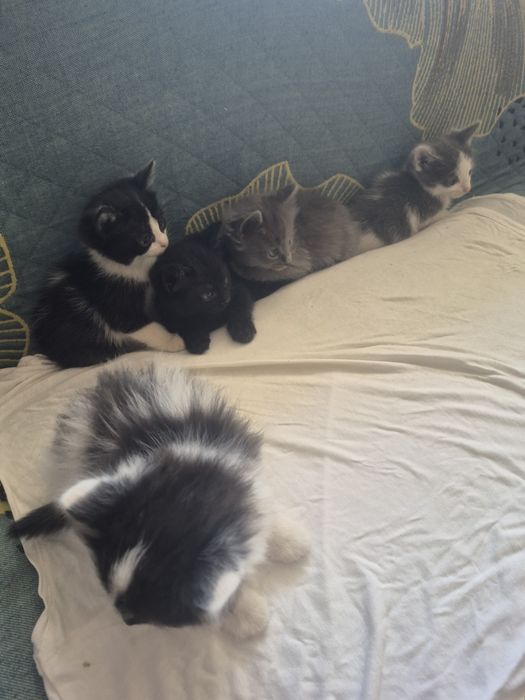 Отдам котят в добрые руки