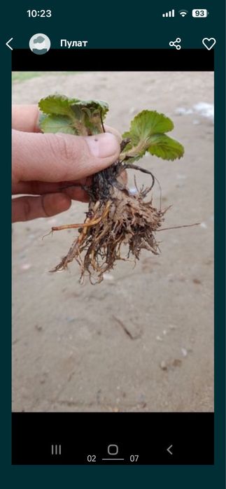 Серхосил клубника кучатлари