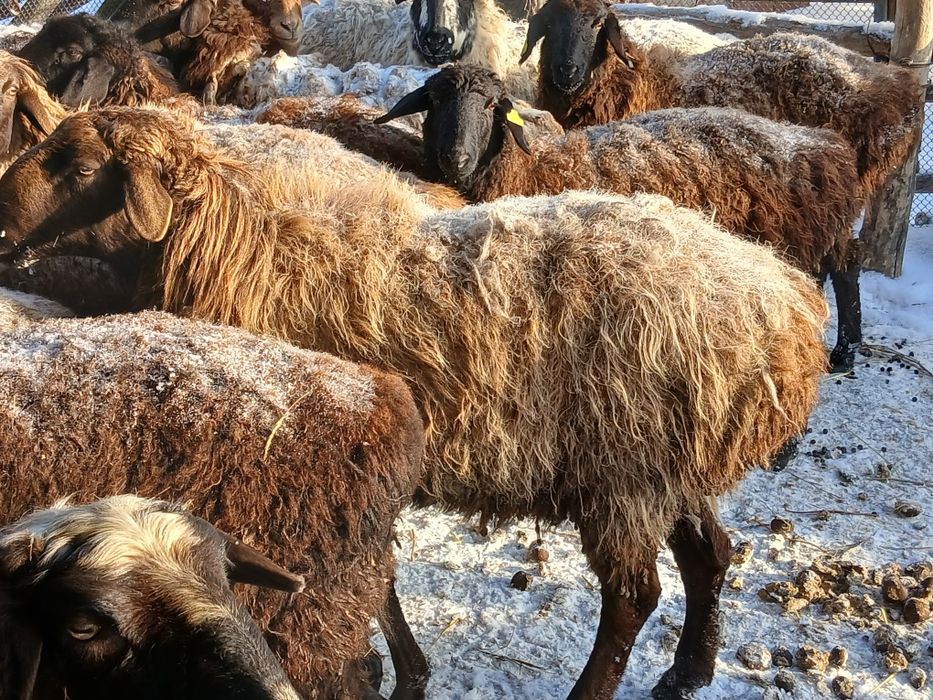 Қошқар 1 жасар. Кошкар 1 год