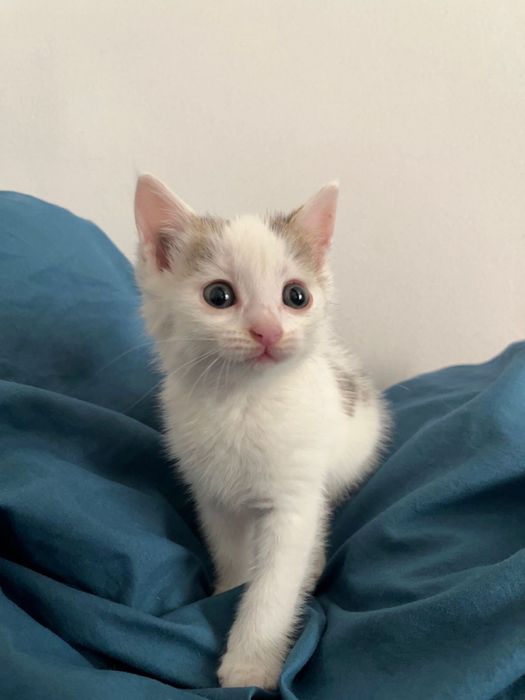 Ищу любящий дом котенку девочке