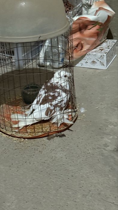 Продам голубь, срочно