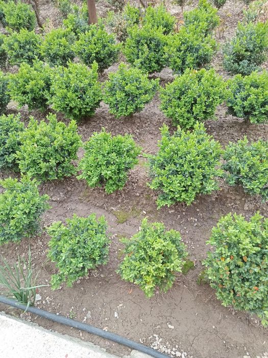 Шамшод кучатлари сотилади.