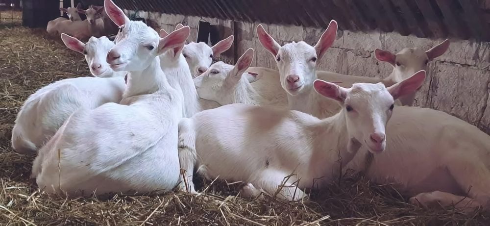 Vand iade saanen cu pedigree