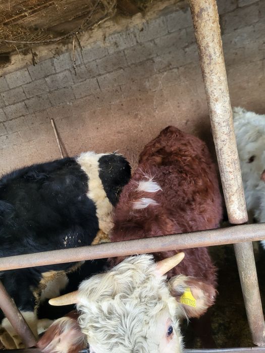Продам тёлок 4 шт,2 бычка