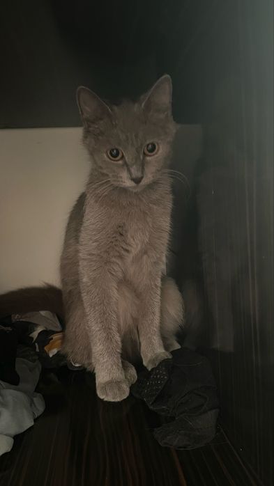 Кошка продается в хорошие руки