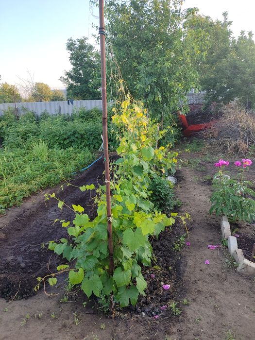 Продам дачу в СО Пригородное  .5соток