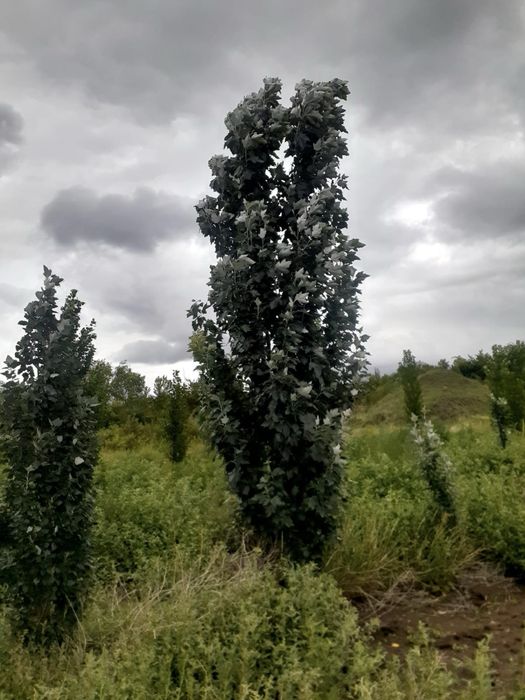 Продам тополь Пирамидальные клен сосна береза