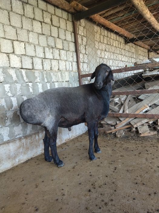 Zotdor qoʻchqor sotiladi 3 yosh rangi qora shoxi yuq narxi 2000 $