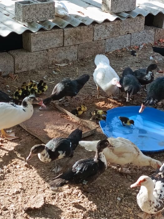 Индоутка сотилади